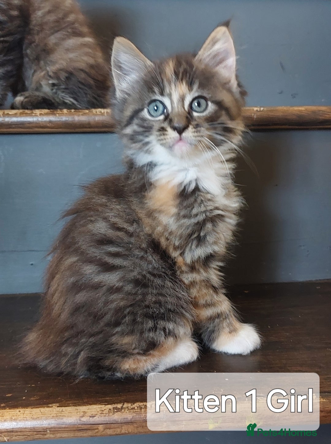 Maine Coon cats for sale: Beautiful Maine Coon x Ragdoll kittens  - Image 3