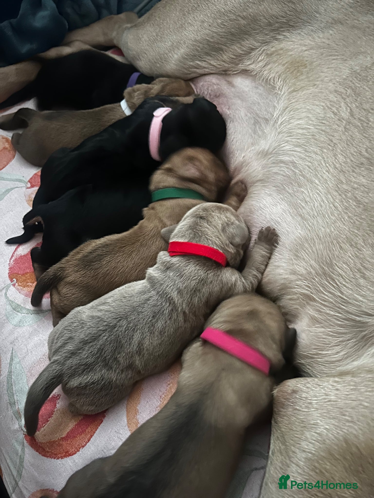 Mixed Breed dogs 🐾 Stunning Cane Corso Cross Puppies–Ready Soon 🐾 - Advert 5