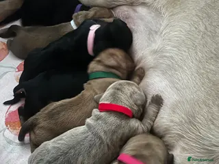 Mixed Breed dogs 🐾 Stunning Cane Corso Cross Puppies–Ready Soon 🐾 - Advert 5