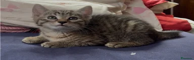 Mixed Breed Kitten 4