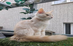 Maine Coon cats for sale: Maine coons 1 Boy left ready now - Image 22