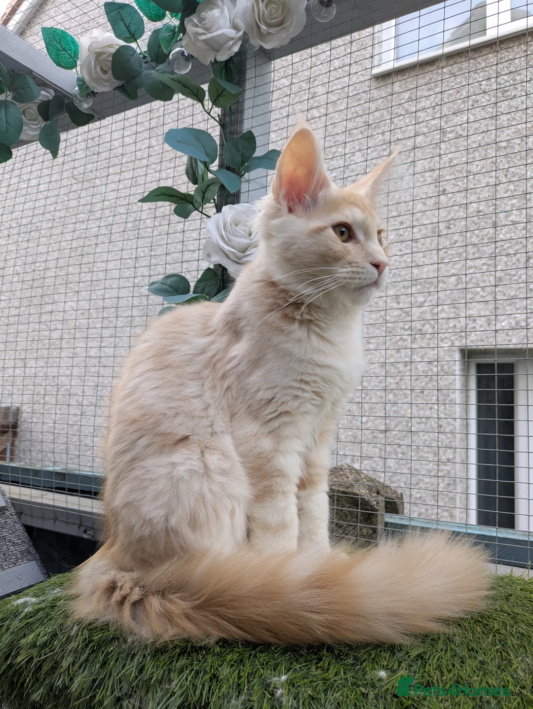 Maine Coon cats for sale: Beautiful female smoked tortie - Advert 26