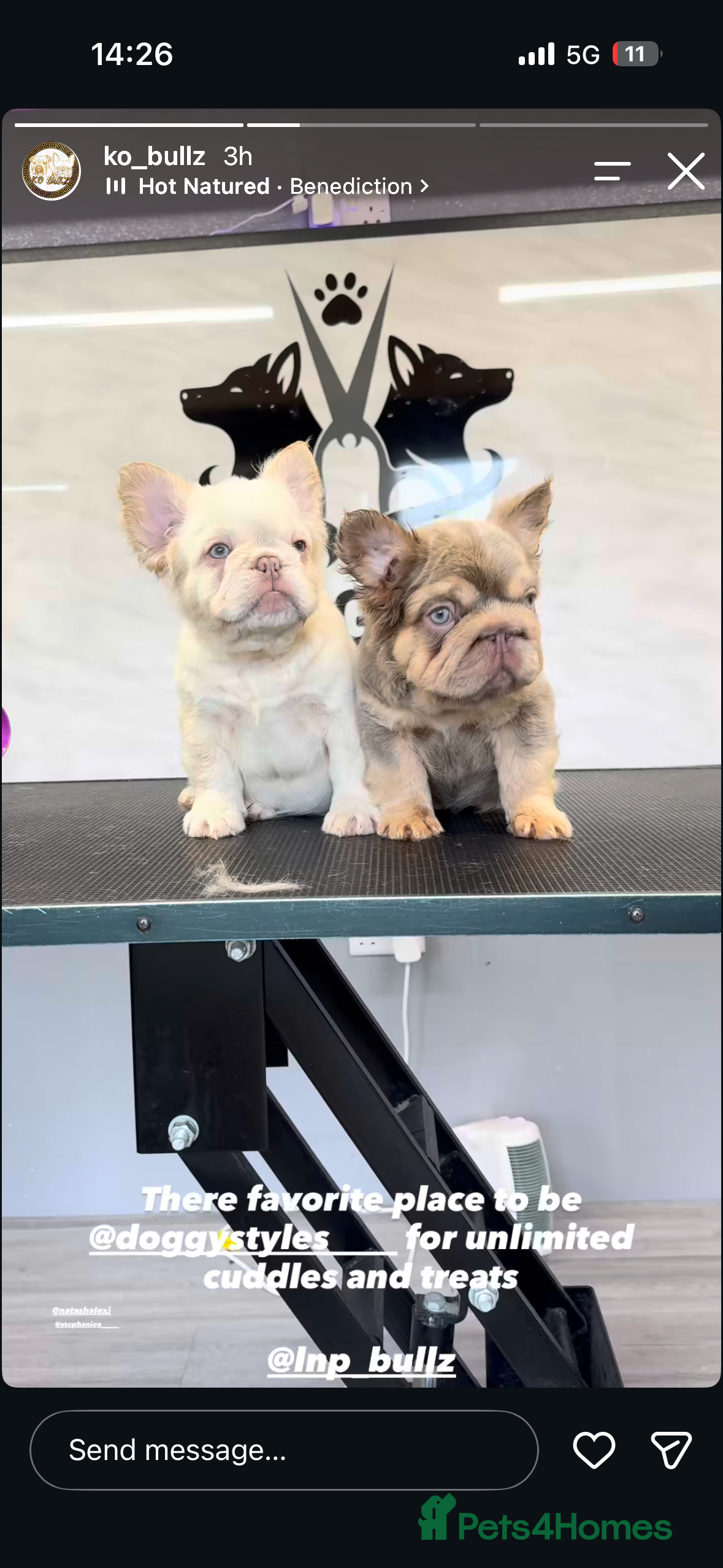 French Bulldog dogs Exceptional Fluffy Frenchie Puppies available  - Advert 2
