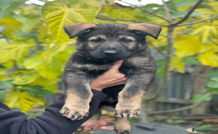 German Shepherd dogs - Advert 3