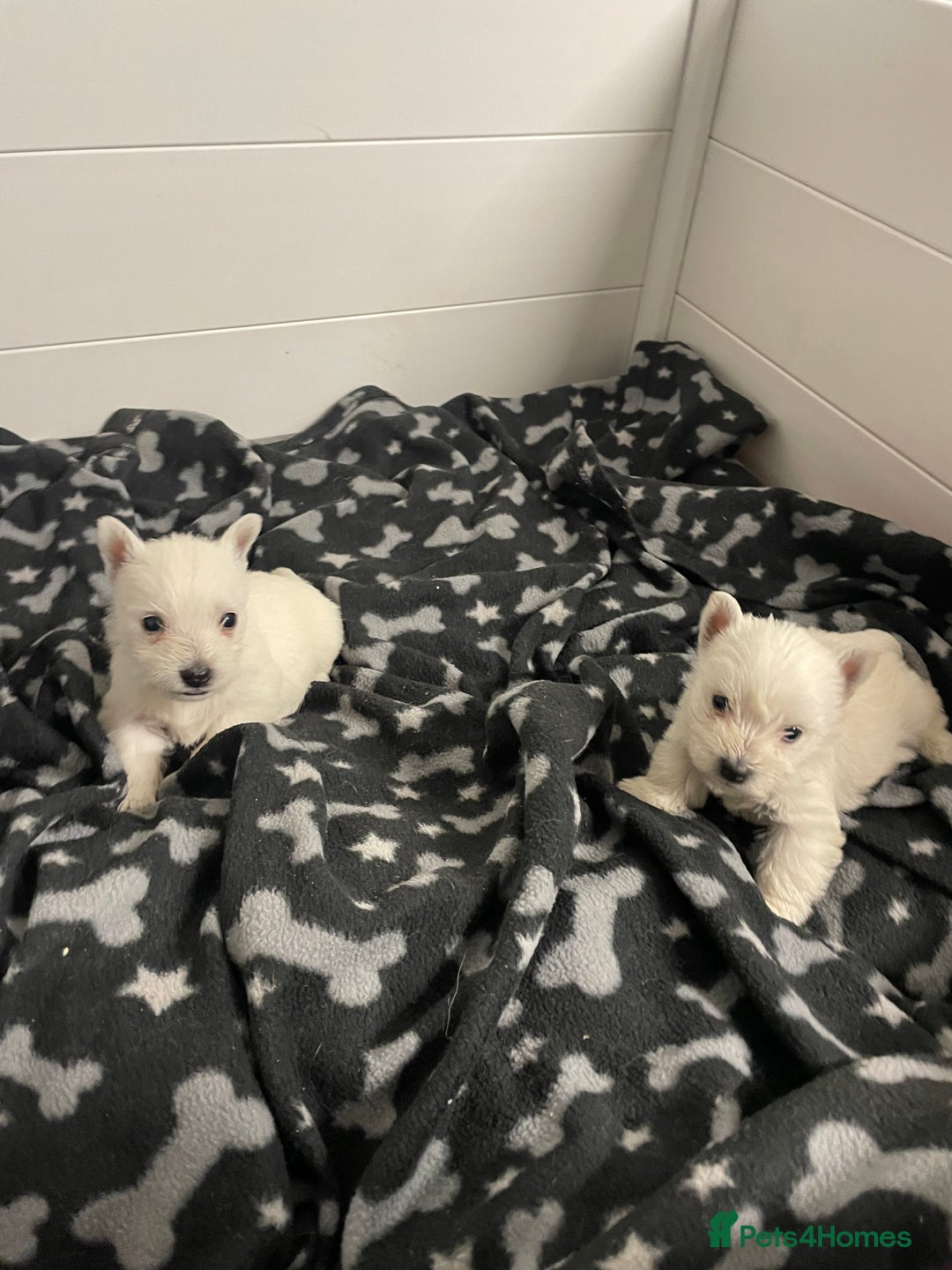 West Highland Terrier dogs for sale: Beautiful west highland puppies - Advert 2