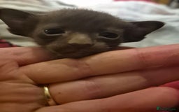 Oriental cats for sale: Oriental kittens  - Image 7