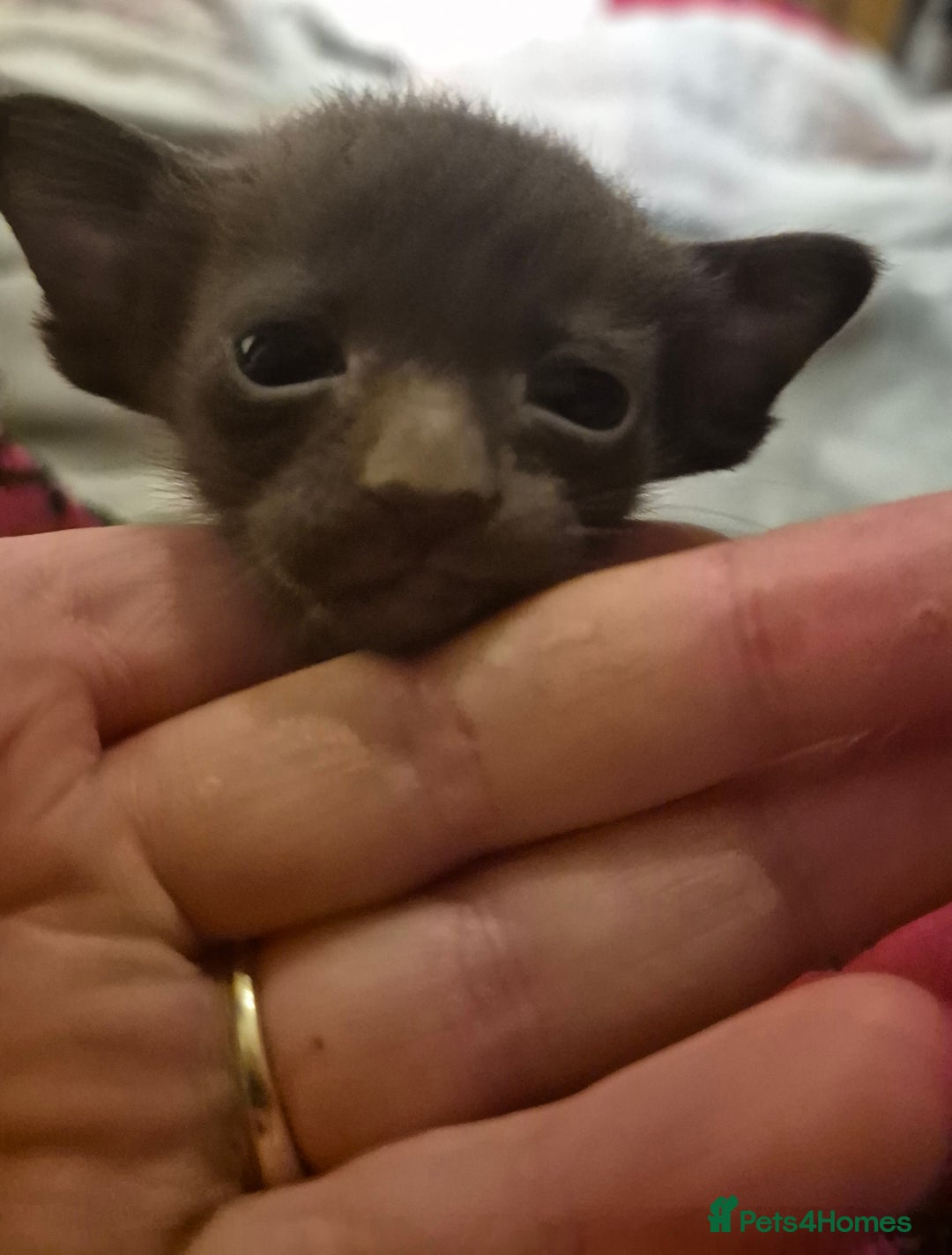 Oriental cats for sale: Oriental kittens  - Image 7