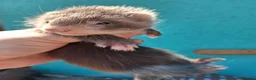 Ferret rodents for sale: Full and Semi angora kits  - Advert 7