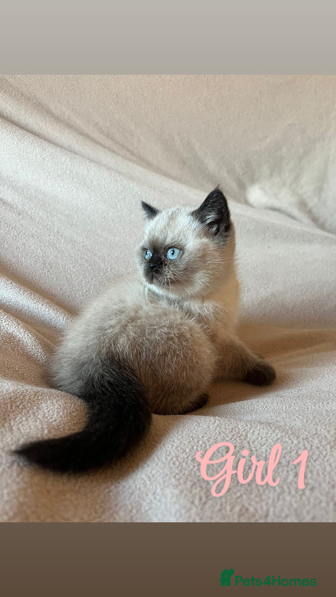 Mixed Breed cats for sale: British Shorthair x Kittens Ready To Leave 🩷🩷 - Advert 6