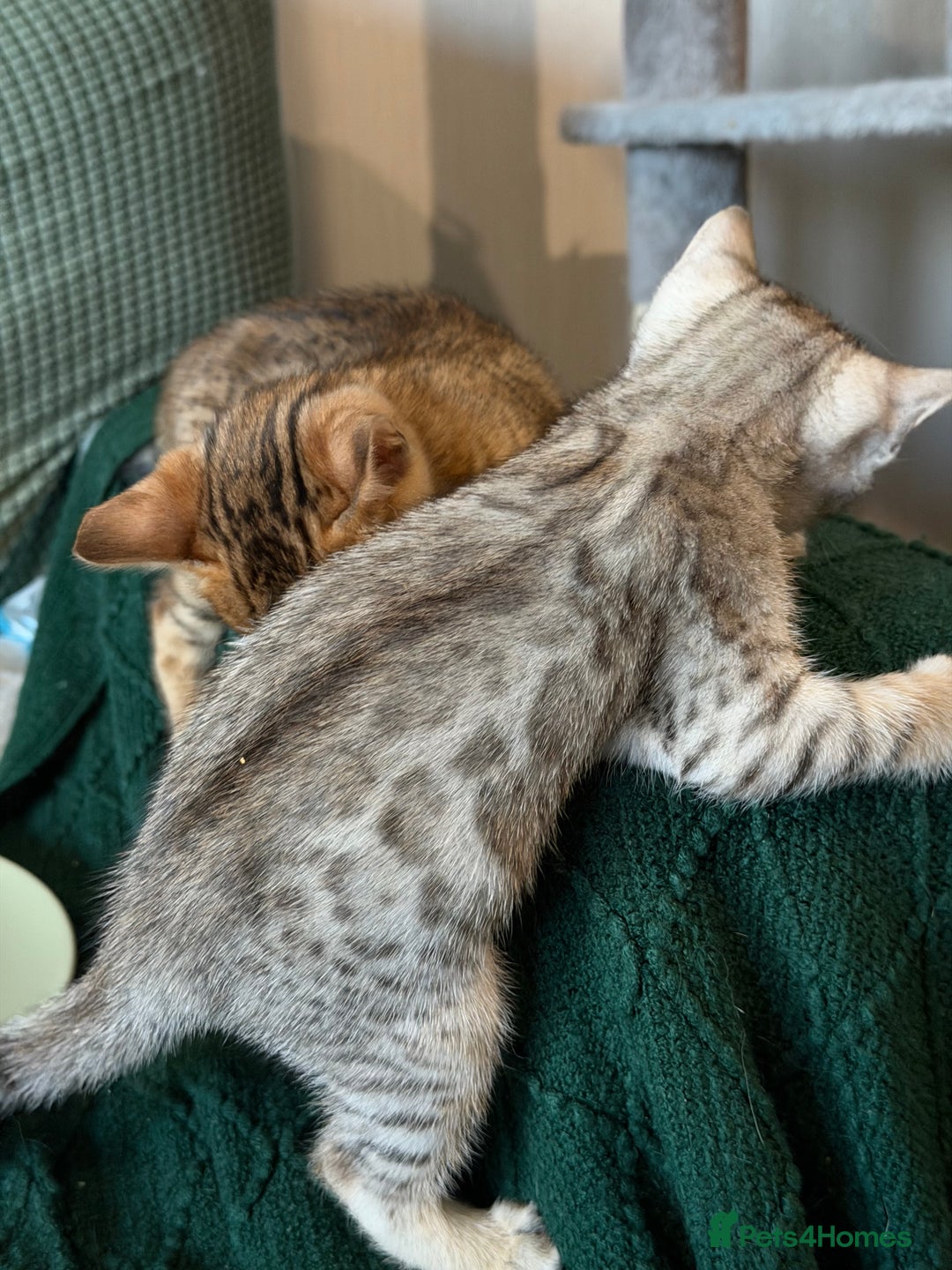 Bengal cats for sale: Bengal kitten. ONLY 2 left - Advert 13