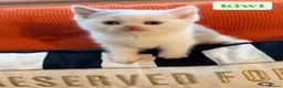 British Shorthair cats for sale: Rare Lilac, Cream & Blue Bicolour BSH kittens - Advert 11