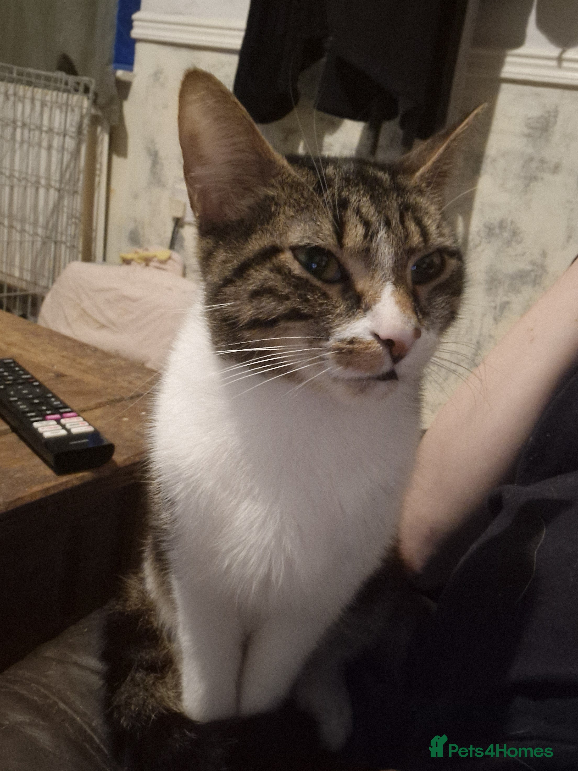 Mixed Breed cats 2 kittens for sale both reserved/rehomed - Advert 9