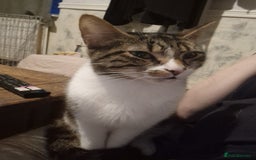 Mixed Breed cats for sale: 2 kittens for sale - Advert 1