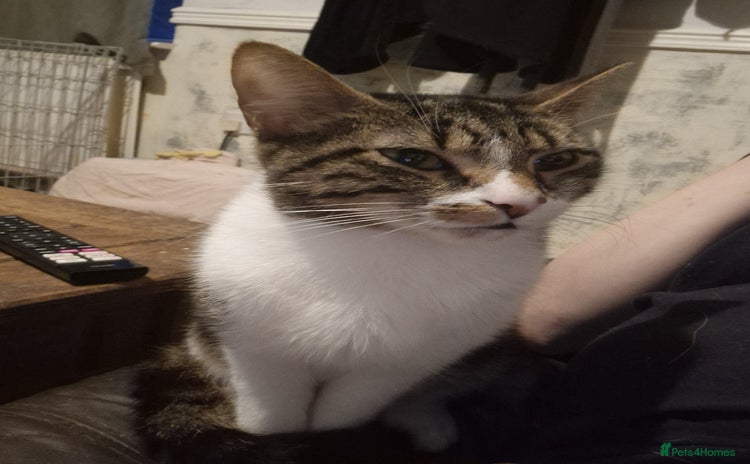 Mixed Breed cats 2 kittens for sale - Advert 1