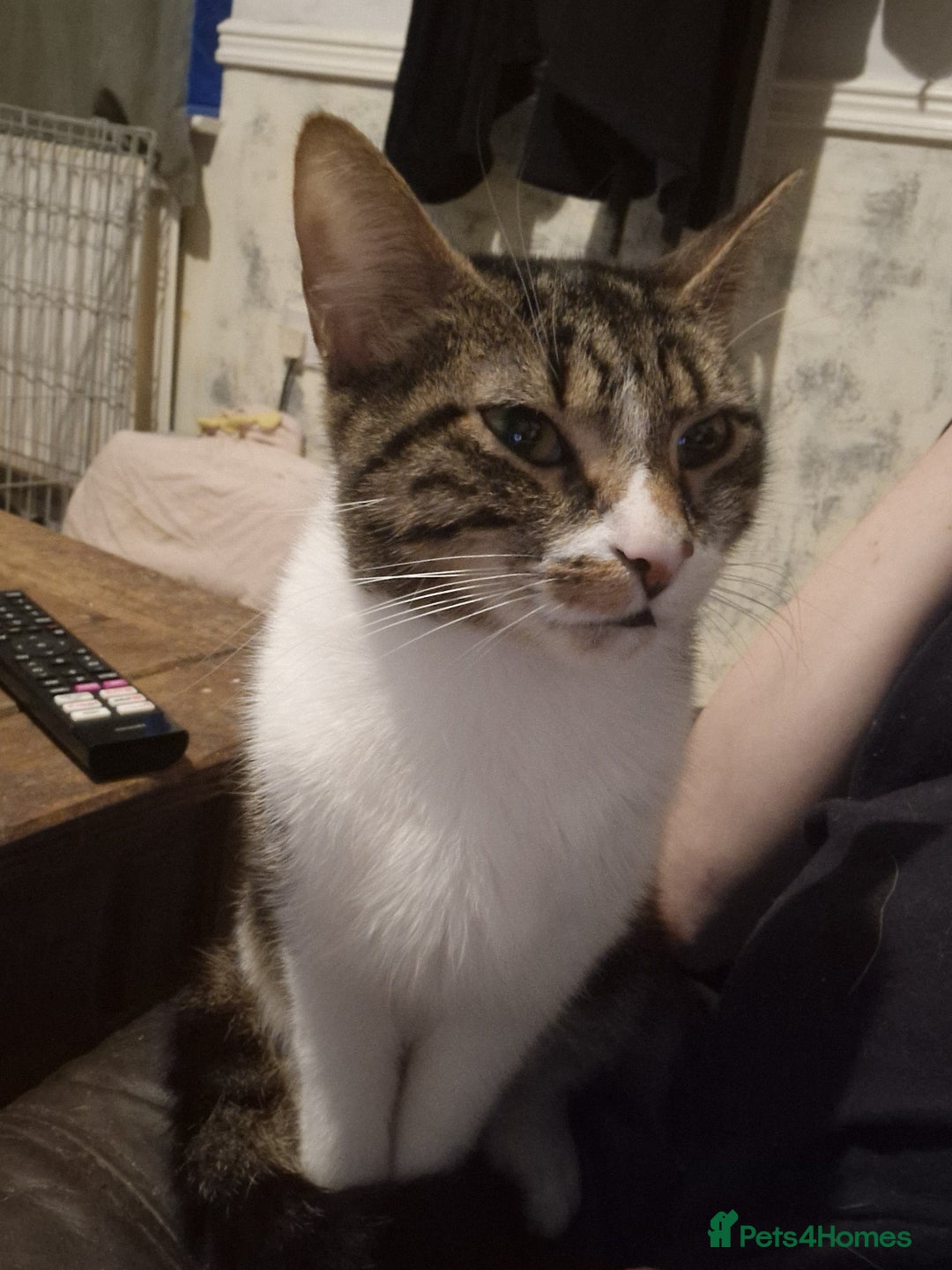 Mixed Breed cats for sale: 2 kittens for sale - Advert 1