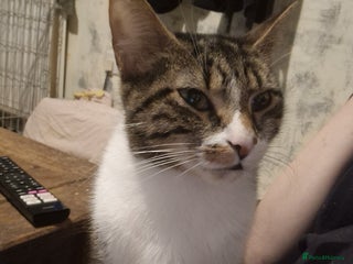 Mixed Breed cats for sale: 2 kittens for sale - Advert 1