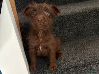 Patterdale Terrier dogs Patterdale Terrier pups - Advert 5