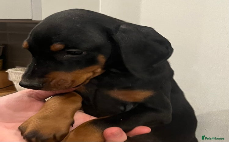 Dobermann dogs Ready now:KC reg’d vaccinated European Dobermans  - Advert 11