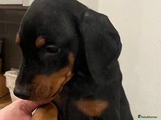 Dobermann dogs Ready now:KC reg’d vaccinated European Dobermans - Advert 3