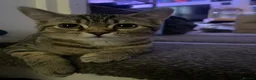 Mixed Breed cats for sale: Bengal×BritishShorthair Mixed Kittens- Male&Female - Advert 12