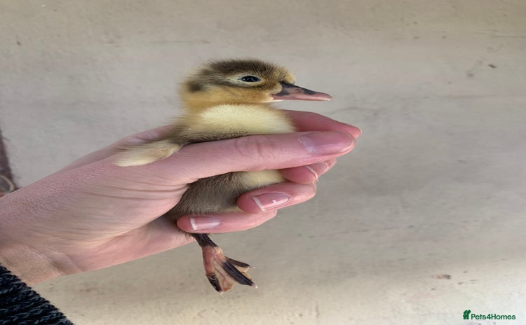 Ducks poultry Runner Ducks - Advert 8