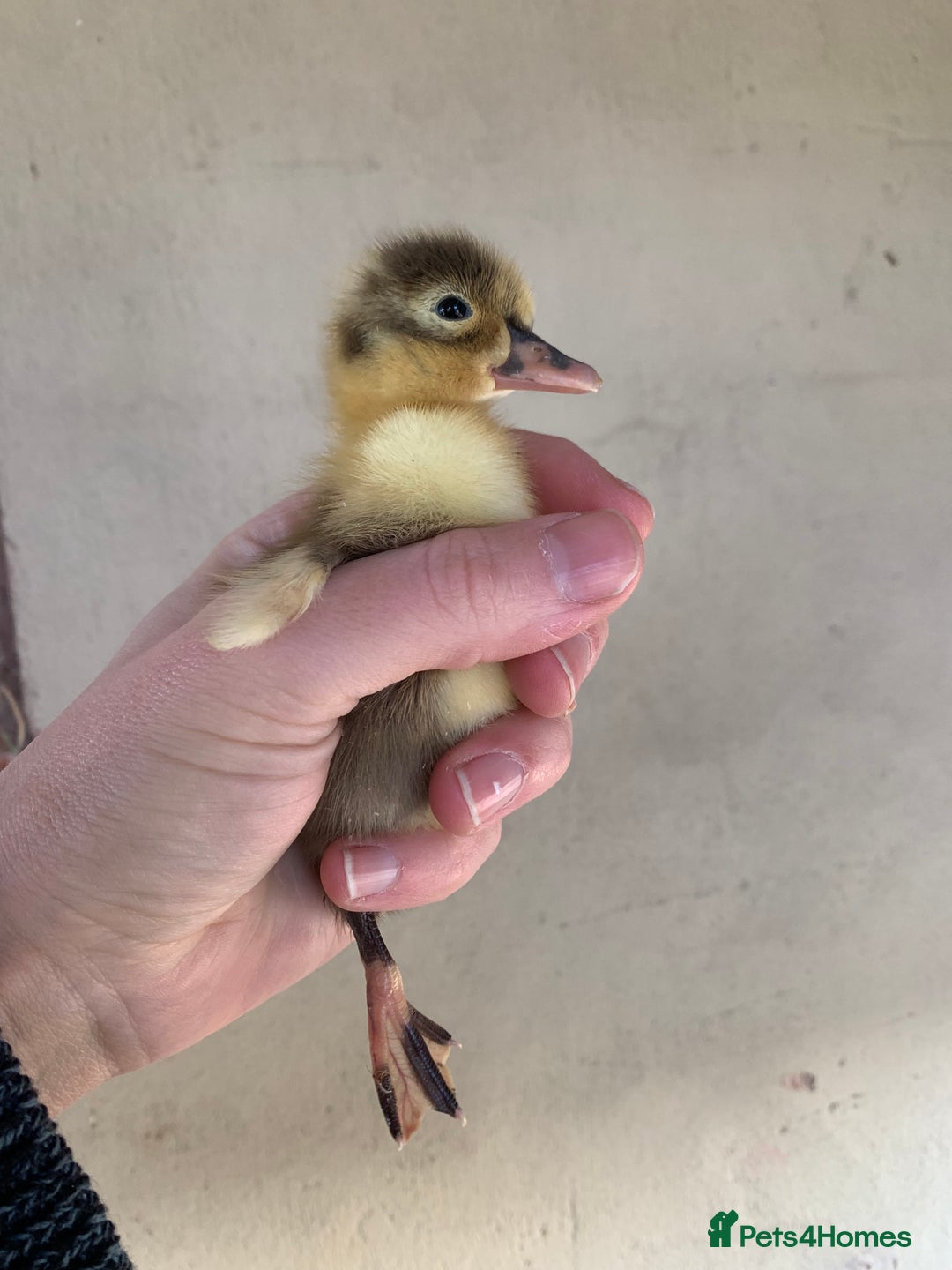 Ducks poultry for sale: Runner Ducks - Advert 1