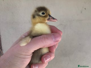 Ducks poultry Runner Ducks - Advert 8