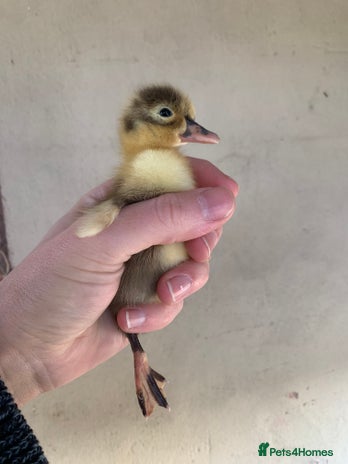 Ducks poultry Runner Ducks - Advert 8