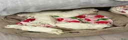 Maltese dogs for sale: Maltese puppies  in Denny - Advert 7