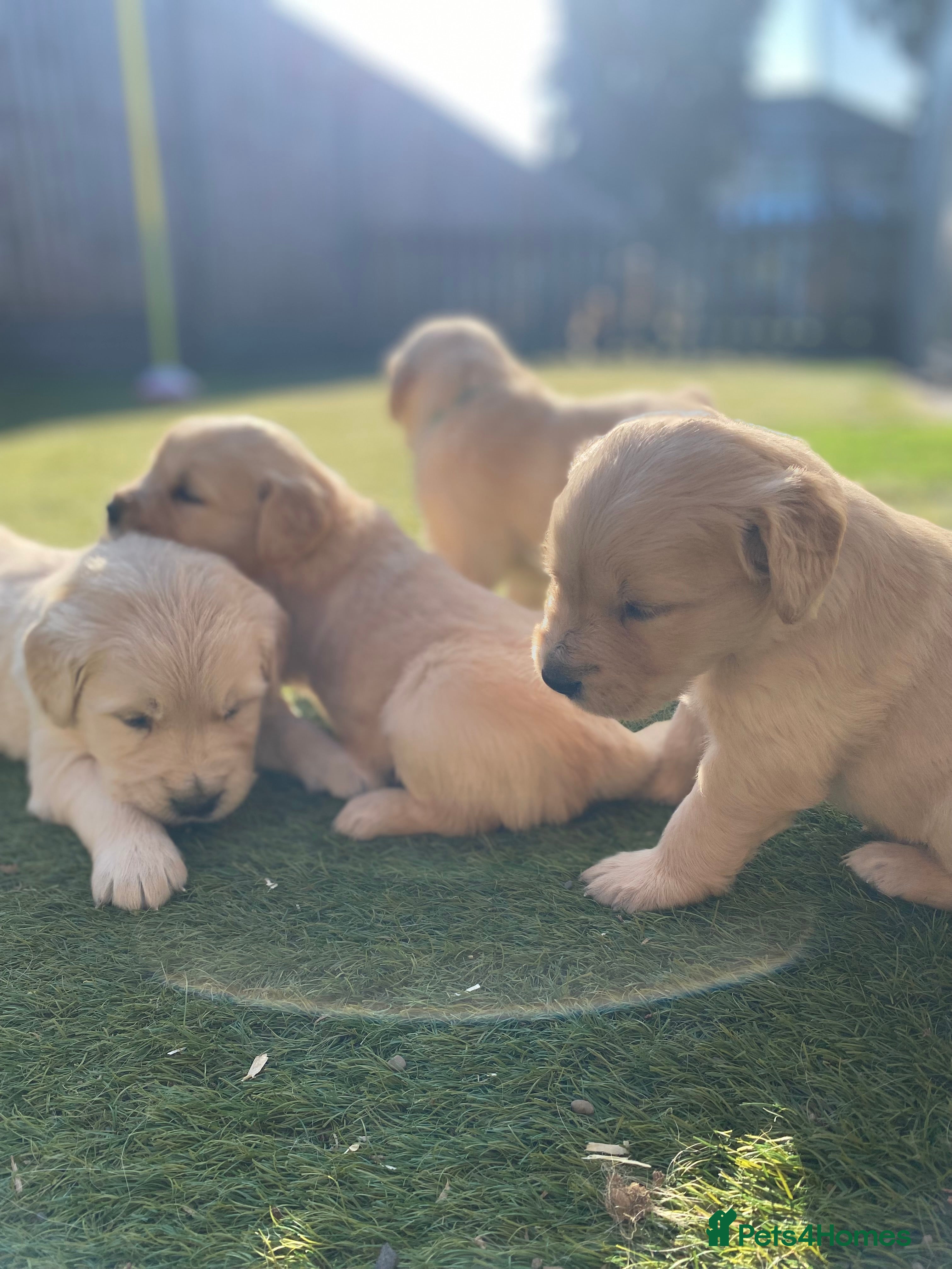 Golden Retriever dogs 💛🤍 5 Star ⭐️🐶 Golden Retriever Pups 🐶 🌟🤍💛 - Advert 3