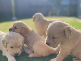 Golden Retriever dogs 💛🤍 5 Star ⭐️🐶 Golden Retriever Pups 🐶 🌟🤍💛 - Advert 3