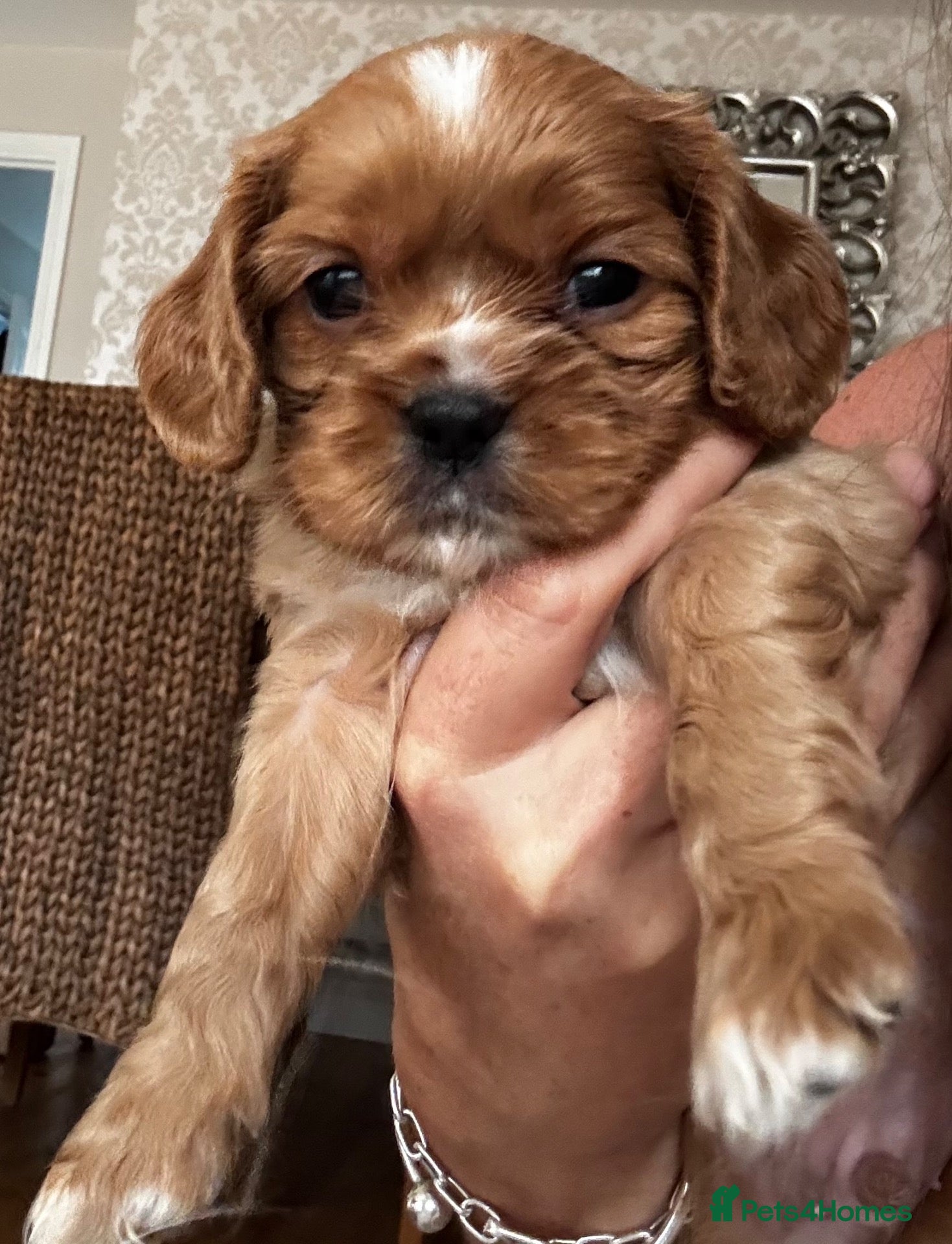 Cavalier King Charles Spaniel dogs One boy left Health tested cavalier King Charles  - Advert 6