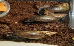 Snails invertebrates for sale: Giant African land snails (Achatina  fulica) - Image 10