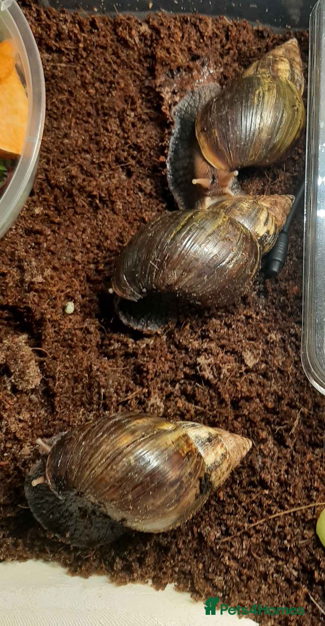 Snails invertebrates for sale: Giant African land snails (Achatina  fulica) - Image 10