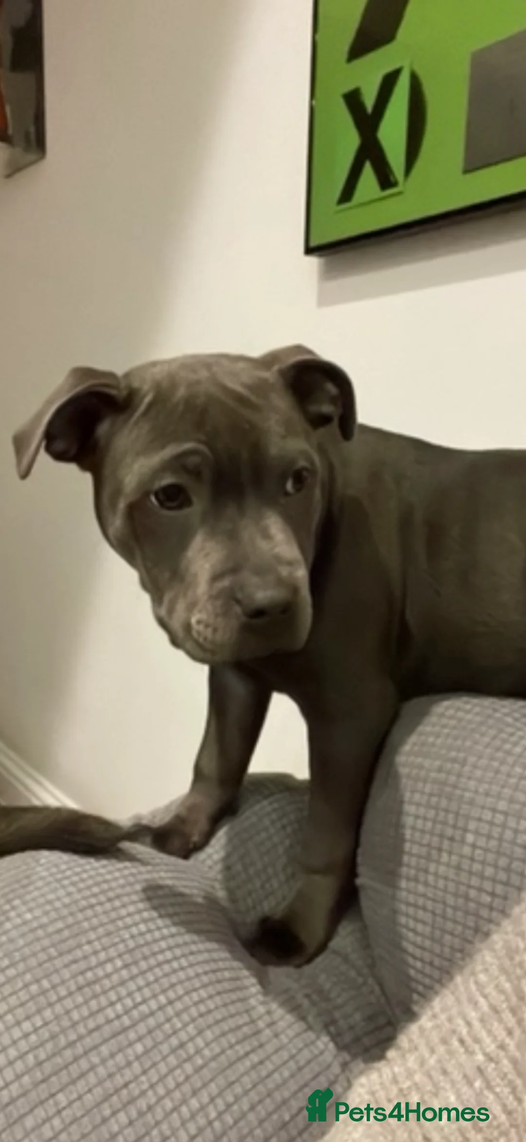 Staffordshire Bull Terrier dogs for sale: Pure Blue Staffordshire Bull Terrier Puppies  in Worcester Park - Advert 1