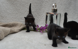 Mixed Breed cats for sale: Beatiful Maine-Coone/Bombay Kittens - Image 12