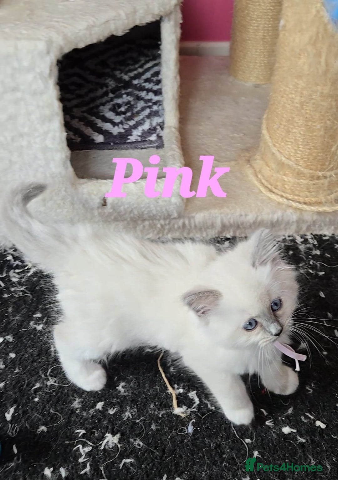 Ragdoll cats for sale: Pure Ragdoll Kittens (Mitted) - Image 6