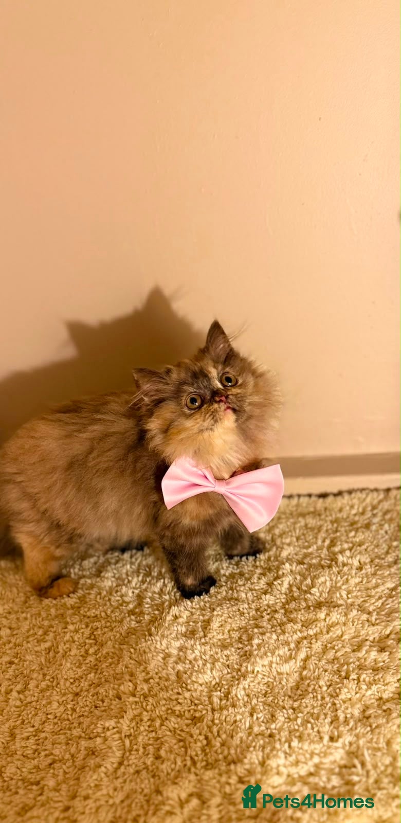 British Longhair cats Enchanting Chocolate British longhair female✨ - Advert 14