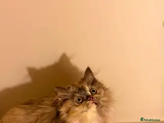 British Longhair cats Enchanting Chocolate British longhair female✨ - Advert 14