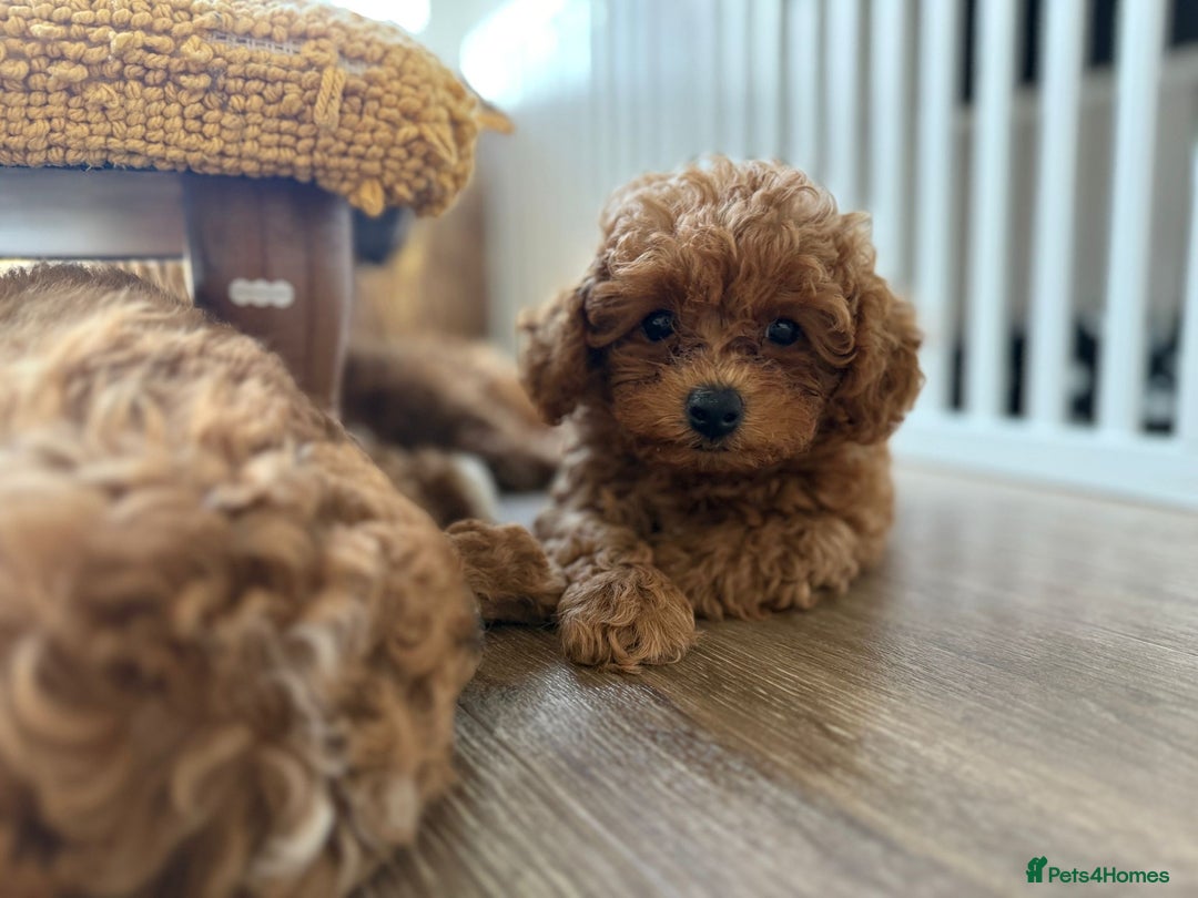 Poochon dogs for sale: Poochon Puppy - 1 Boy Remaining  - Image 1
