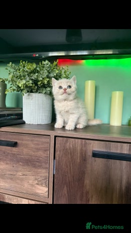 British Shorthair cats - Advert 13