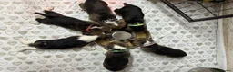 Beagle dogs for sale: Beautiful Pedigree Tri Colour Beagle Puppies - Advert 10