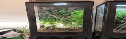 Gecko reptiles for sale: Baby crested geckos and setups - Advert 1