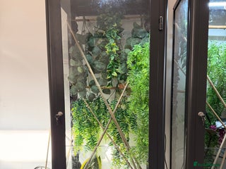 Gecko reptiles Baby crested geckos and setups - Advert 2