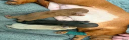 Miniature Dachshund dogs for sale: Beautiful mini dachshunds - Advert 7