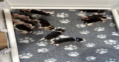 Beagle dogs - Advert 15