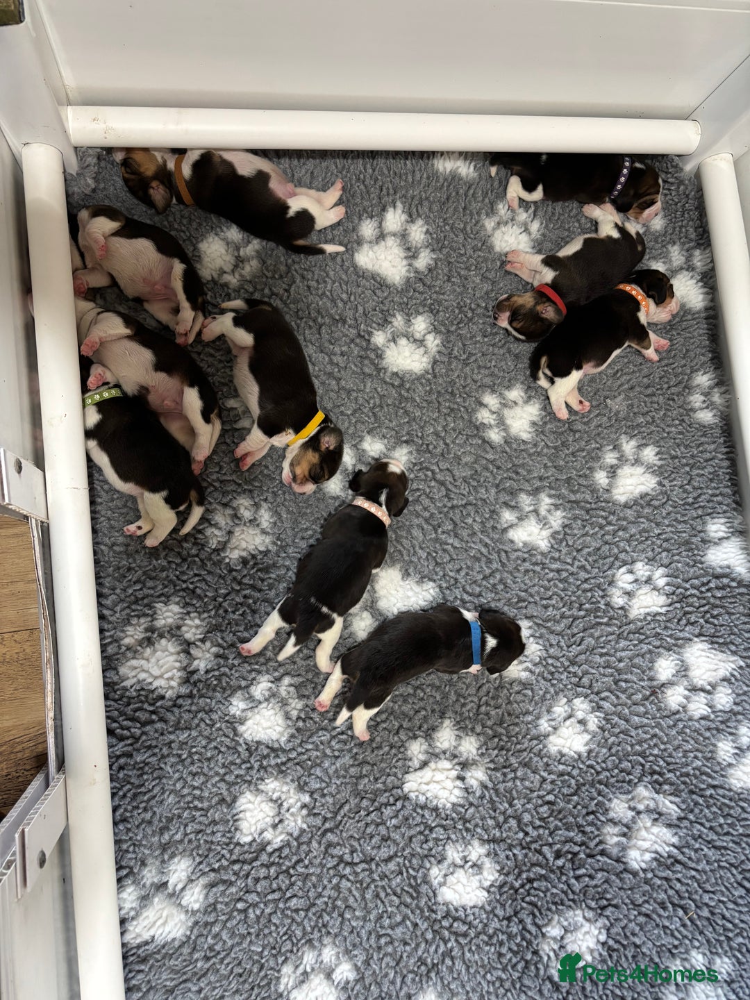 Beagle dogs for sale: Absolutely stunning KC registered beagle puppies  - Image 2
