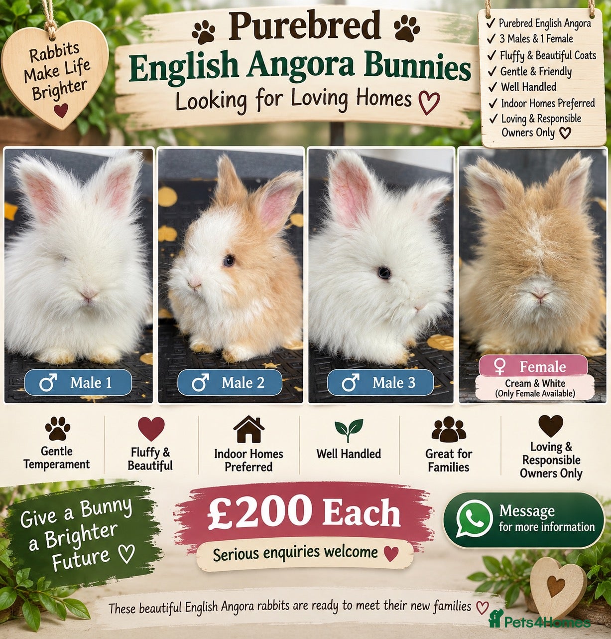 Angora rabbits     🐇 Purebred Angora Bunnies 3 Boys & 1 Girl  💕 - Advert 1