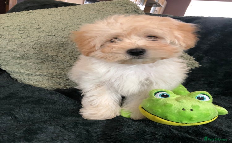 Maltipoo dogs - Advert 3