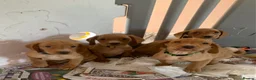 Cockerdor dogs for sale: Fox red Cockerdor pups 🐶 - Advert 16